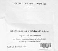 Menispora glauca image